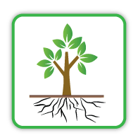 poplar mulch enhances rooting
